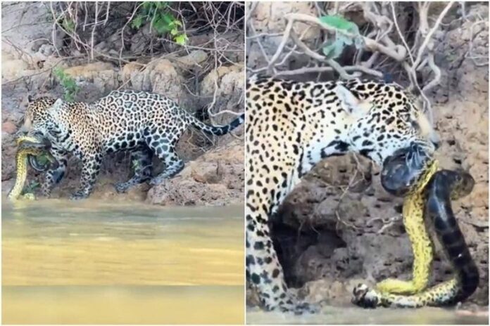 Onça-Pintada Enfrenta Sucuri em um Combate Incrível no Pantanal