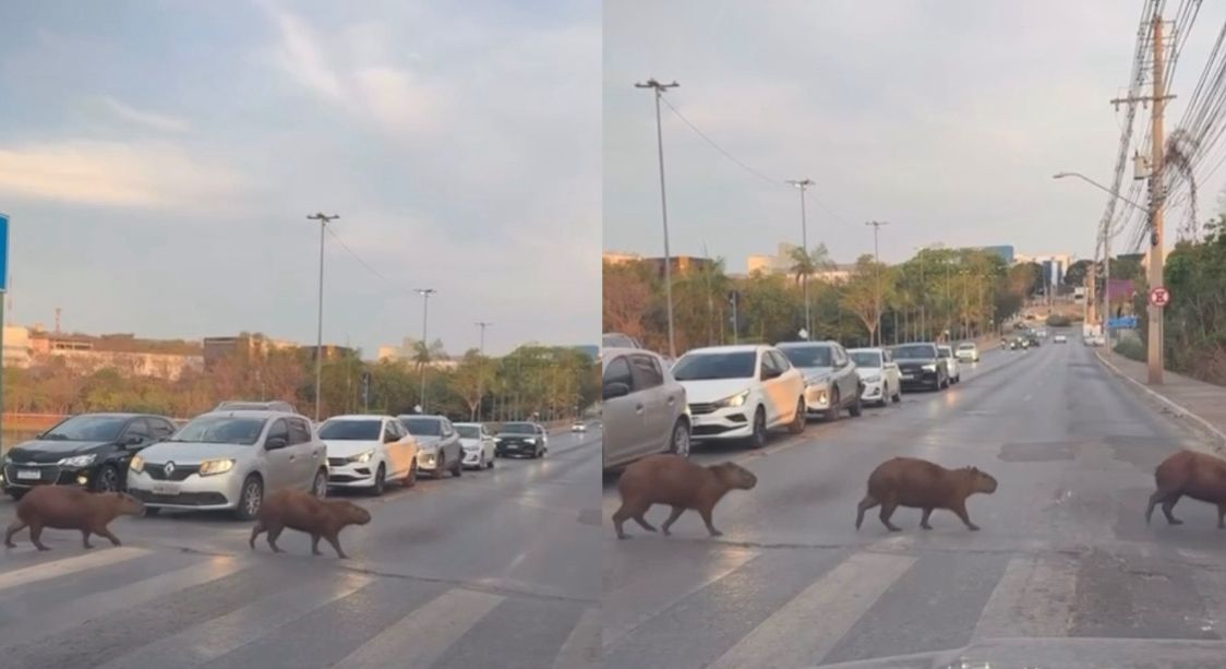 Família de Capivaras Ensina Lição de Respeito ao Trânsito