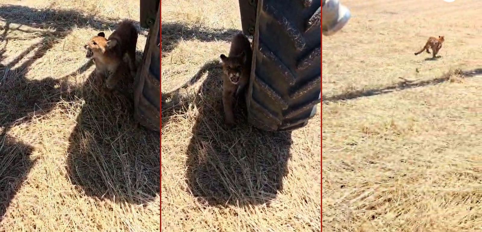 Onça-parda dá susto em agricultores em lavoura