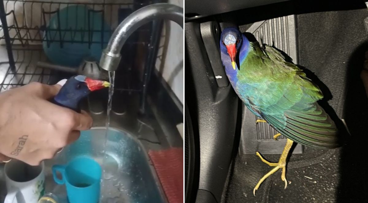 Casal resgata ave ferida e descobre espécie rara com ajuda de IA; veja ...