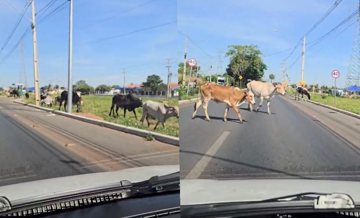 Vacas Soltas Criam Caos no Trânsito de Cuiabá