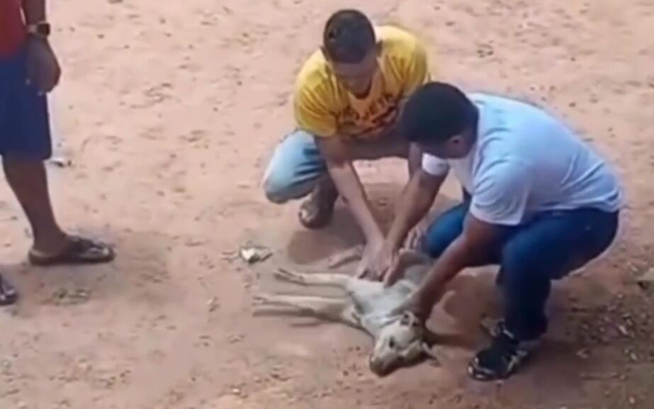 Cachorro com mal súbito é salvo por policial militar após massagem cardíaca