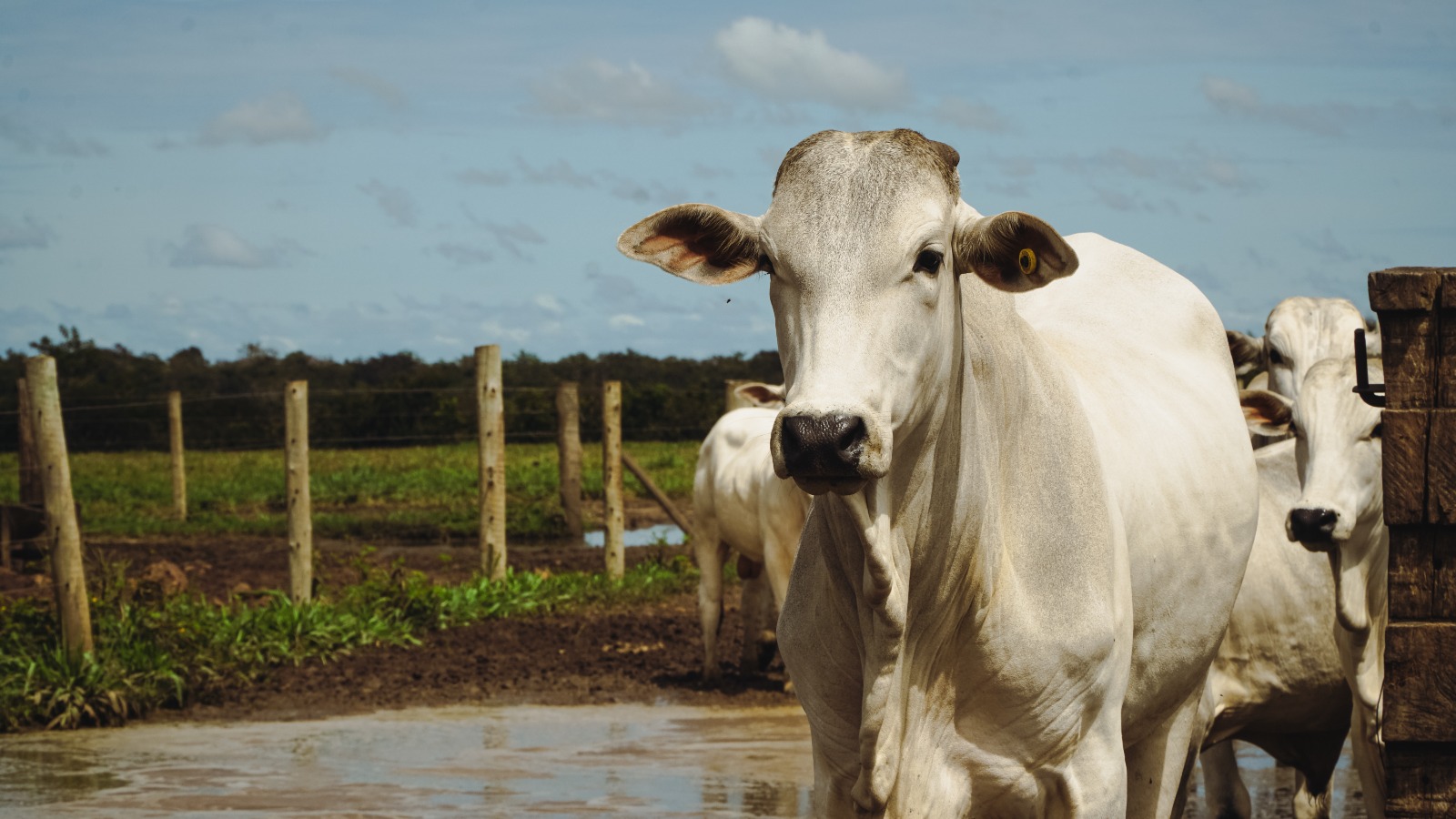 Cuiabá sedia congresso mundial da carne e apresenta modelo sustentável de produção