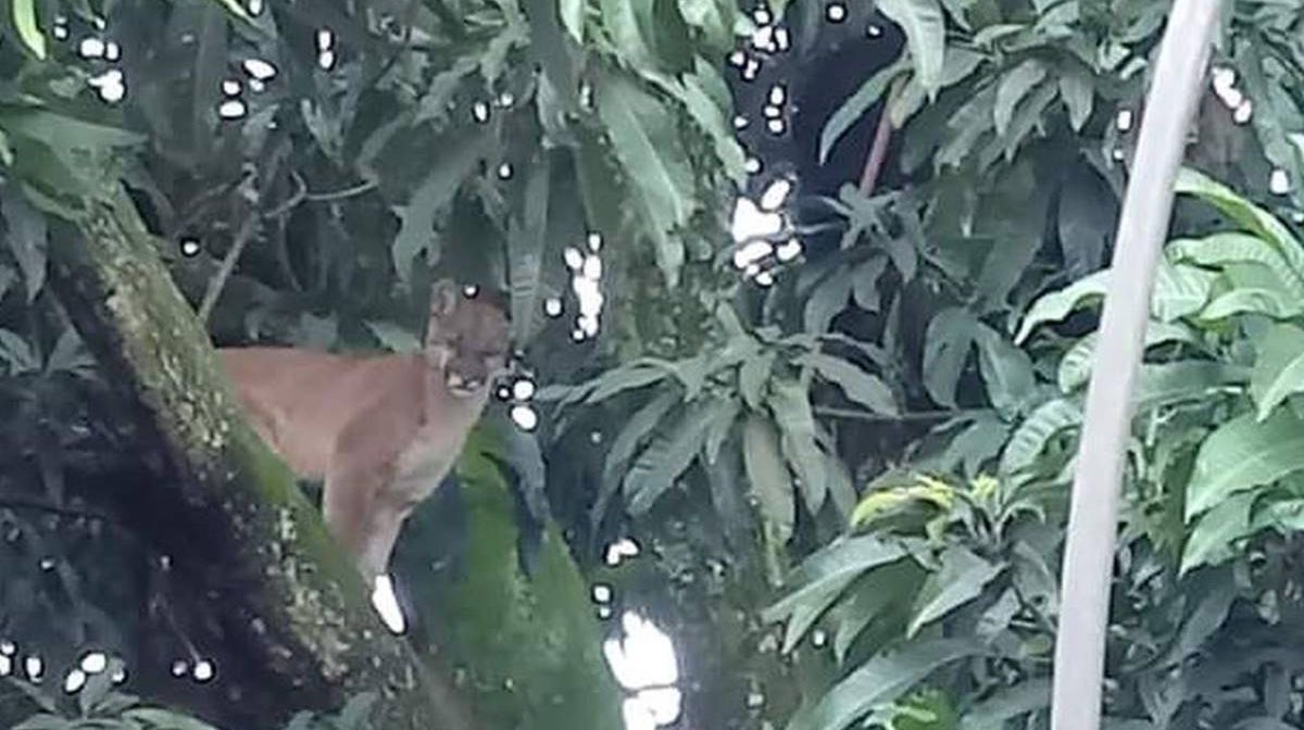 Onça-parda aparece no quintal de casa e obriga família a ficar trancada para dentro