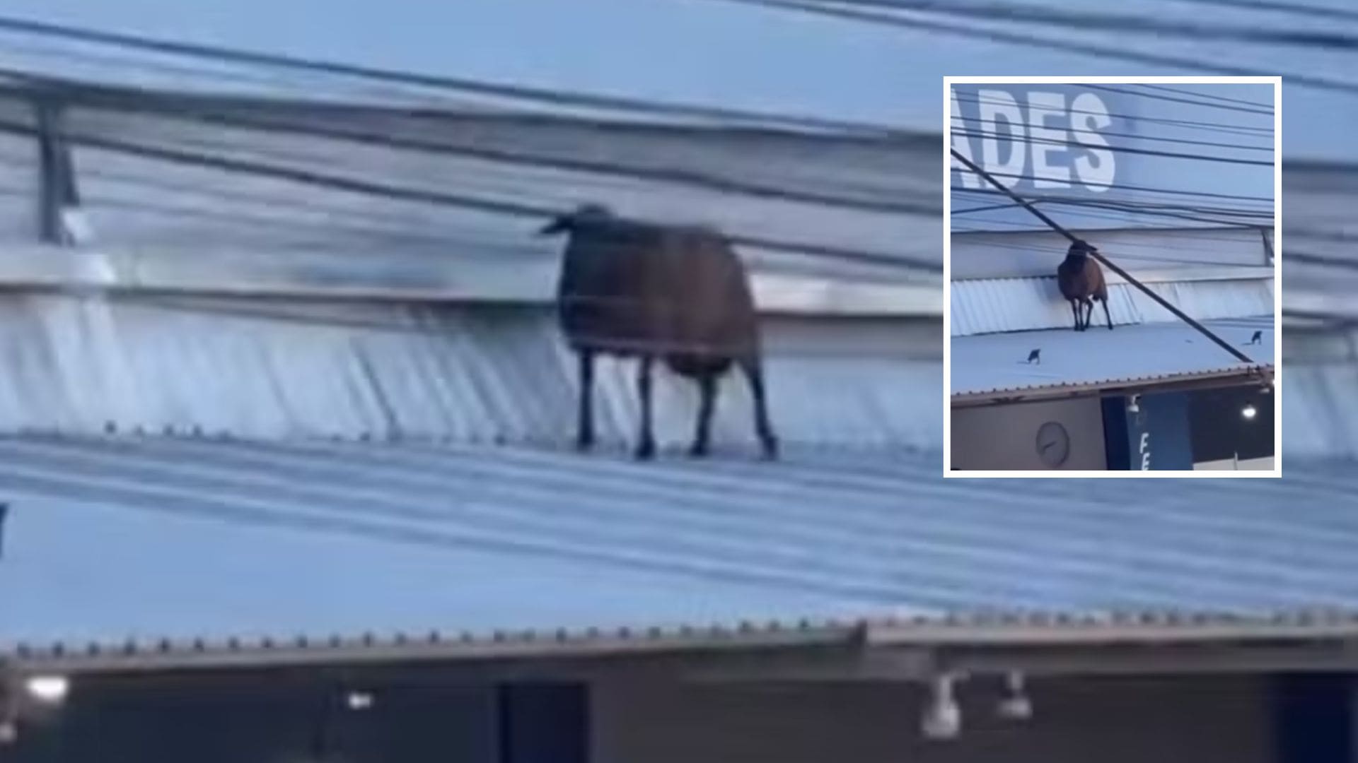 Bode foge, escala telhado e causa risadas em moradores do interior