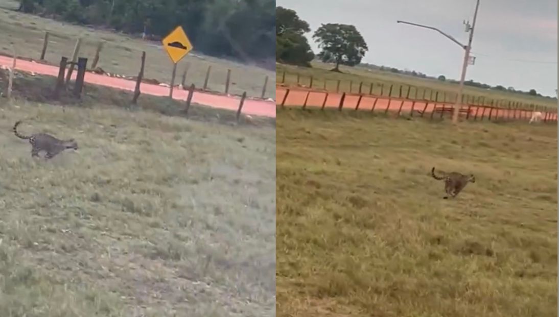 Moradores flagram onça-pintada cruzando ponte em Poconé