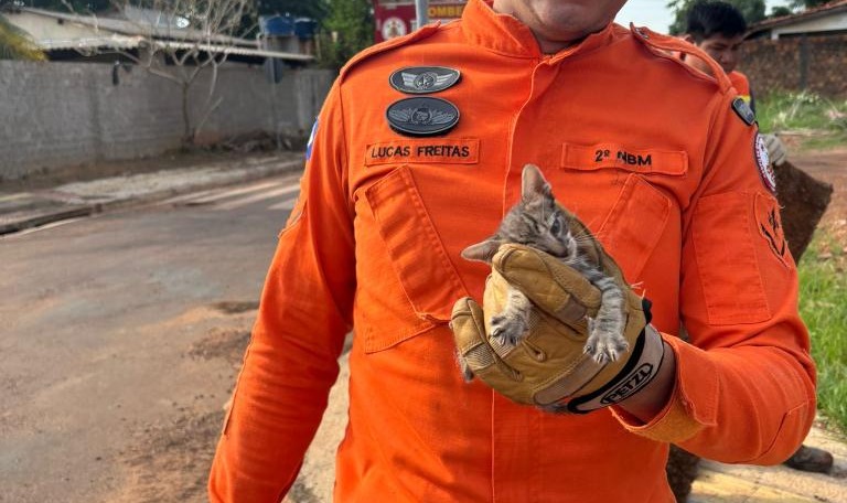 Bombeiros Usam Equipamento Hidráulico para Salvar Gato
