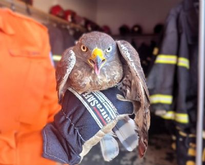 Gavião invade carro após acidente e mobiliza bombeiros