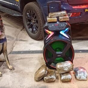PRF prende homem com 8 kg de skunk escondidos em caixa de som