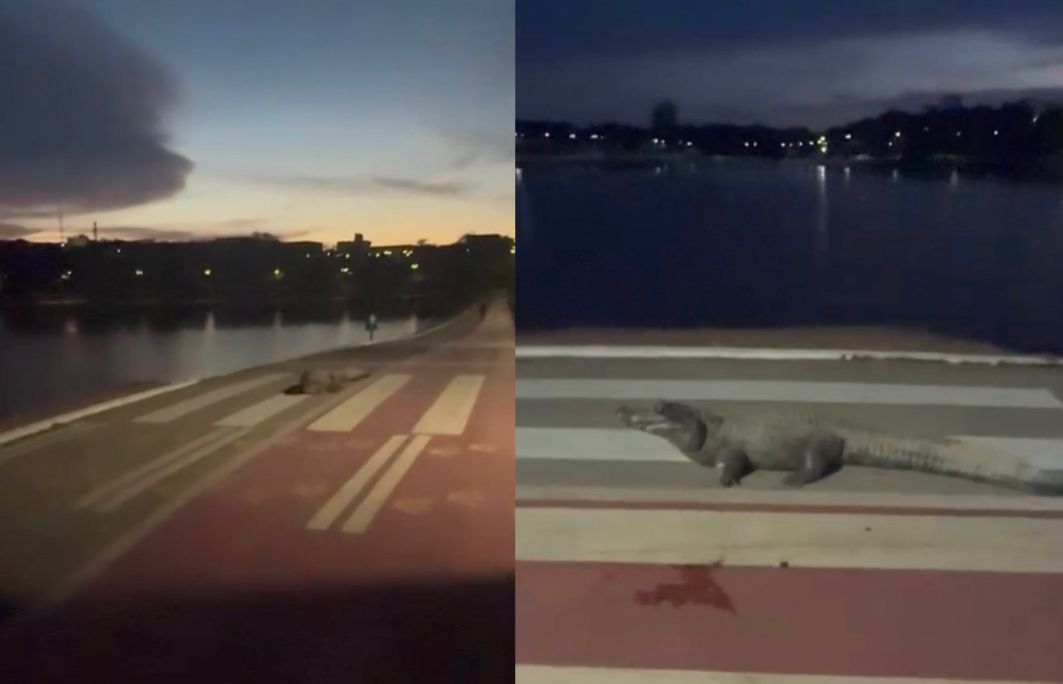 Jacaré “Celso” é flagrado na faixa de pedestres