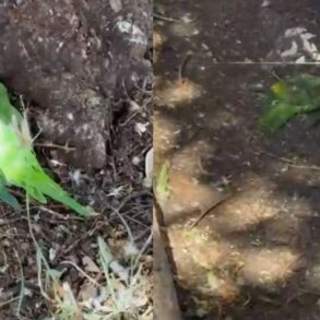 Periquitos mortos chocam moradores de Tangará da Serra