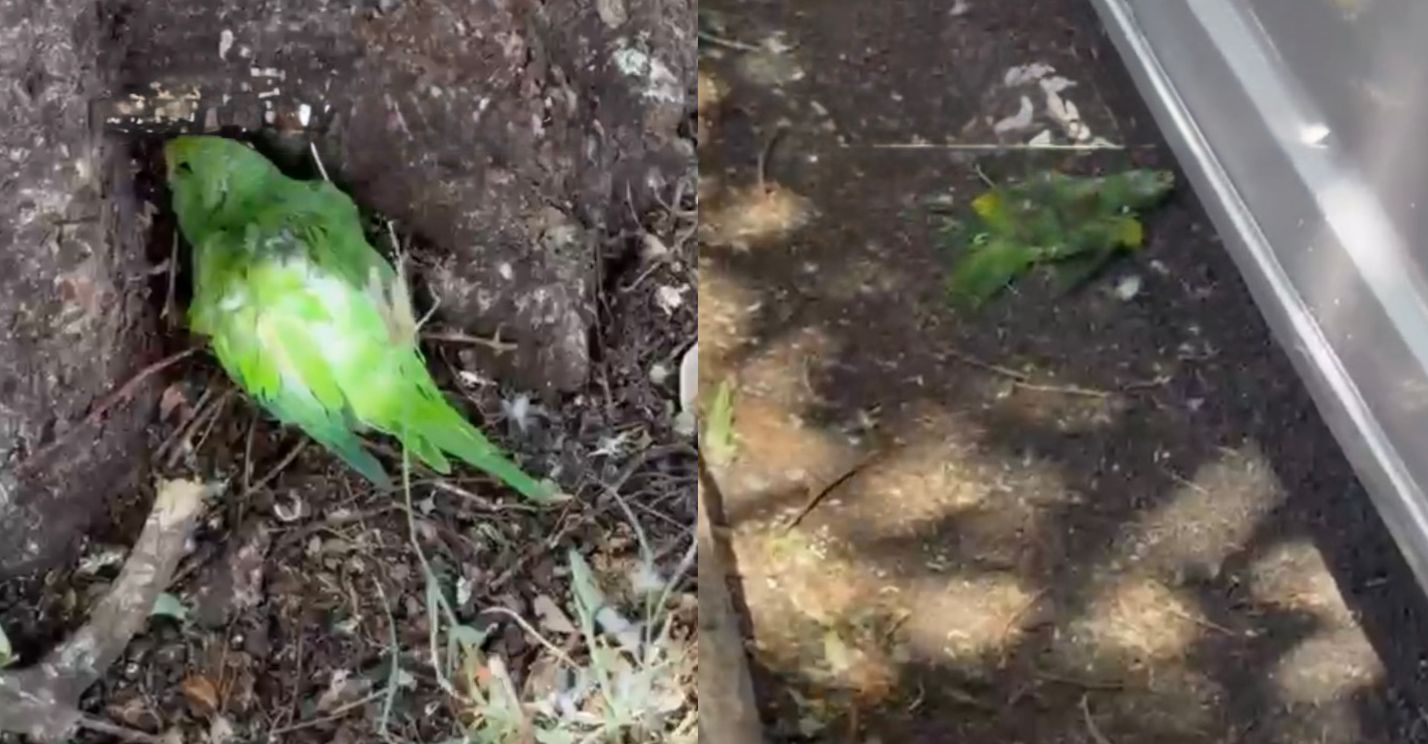 Periquitos mortos chocam moradores de Tangará da Serra