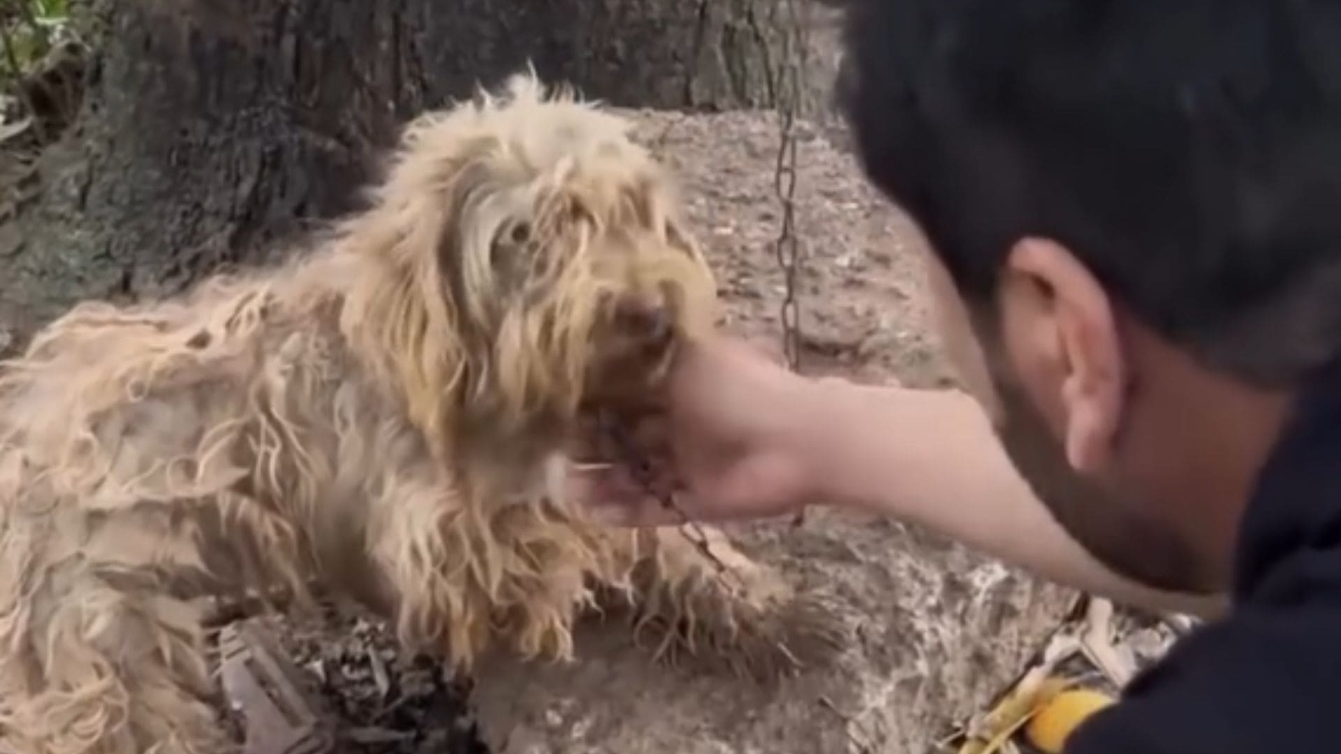 Vereador resgata cachorro amarrado e sujo em Várzea Grande; veja video